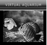 Virtual Aquarium