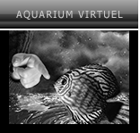 Aquarium Virtuel
